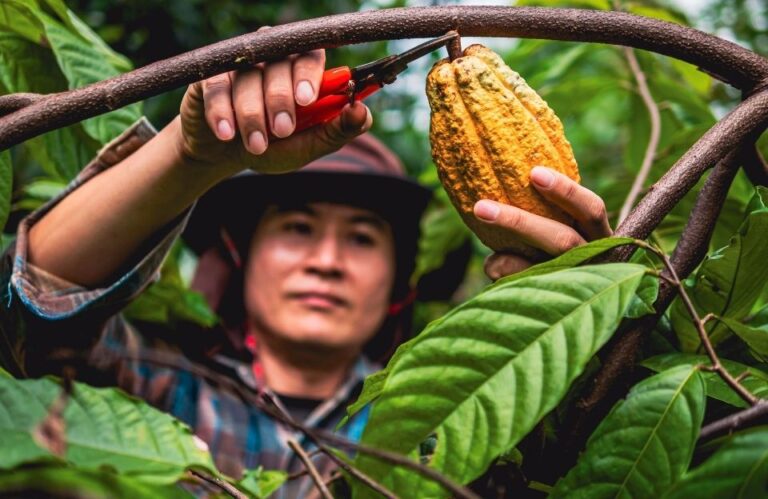 BeansJoy : fair trade chocolate