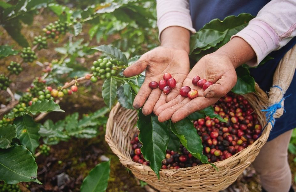 beansjoy - organic Coffee